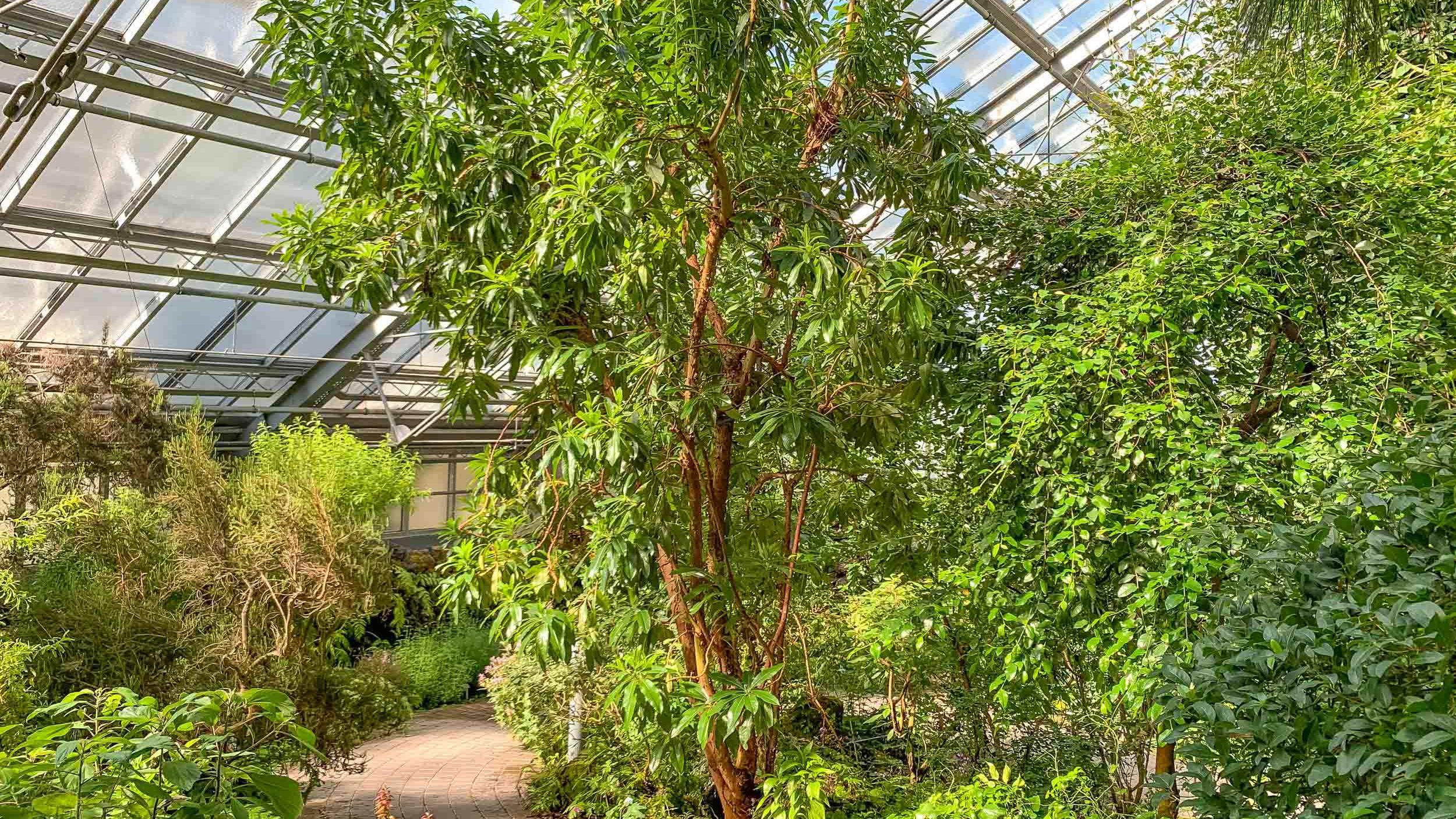 Ökologisch-Botanischer Garten Gewächshaus Ökologisch-Botanischer Garten Gewächshaus