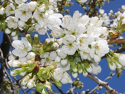 Kirschblüte in der Fränkischen Schweiz Kirschblüte in der Fränkischen Schweiz