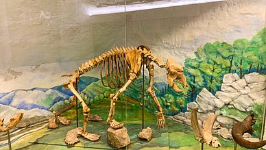 Museum Tüchersfeld Höhlenbärskelett Museum Tüchersfeld Höhlenbärskelett