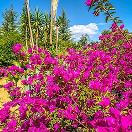 Ökologisch-Botanischer Garten der Universität Bayreuth Aussenanlagen Ökologisch-Botanischer Garten der Universität Bayreuth Aussenanlagen