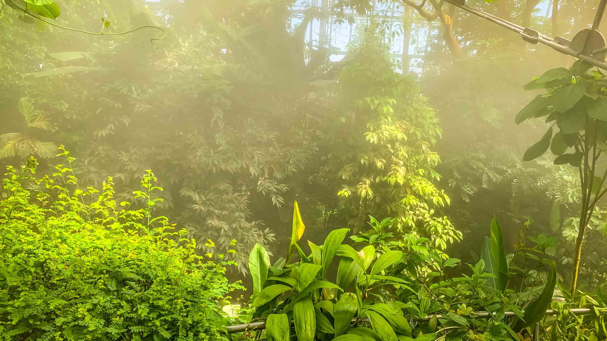 Ökologisch-Botanischer Garten Gewächshaus Ökologisch-Botanischer Garten Gewächshaus