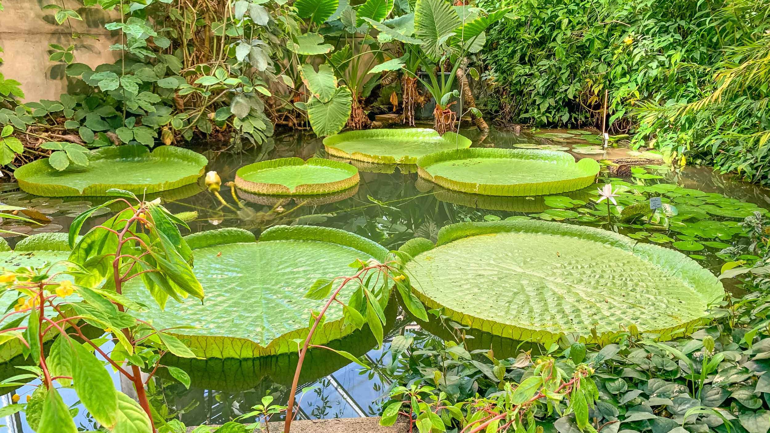 Ökologisch-Botanischer Garten Gewächshaus Ökologisch-Botanischer Garten Gewächshaus