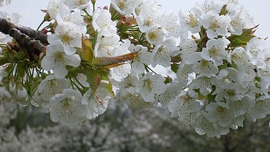 Kirschblüte in der Fränkischen Schweiz Kirschblüte in der Fränkischen Schweiz